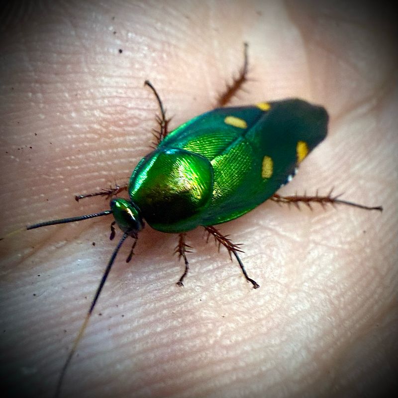 Four-Spotted Jade Cockroach Four-Spotted Jade Cockroach
