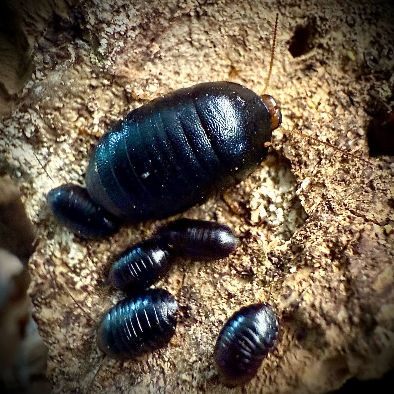 Dwarf Pill Cockroach