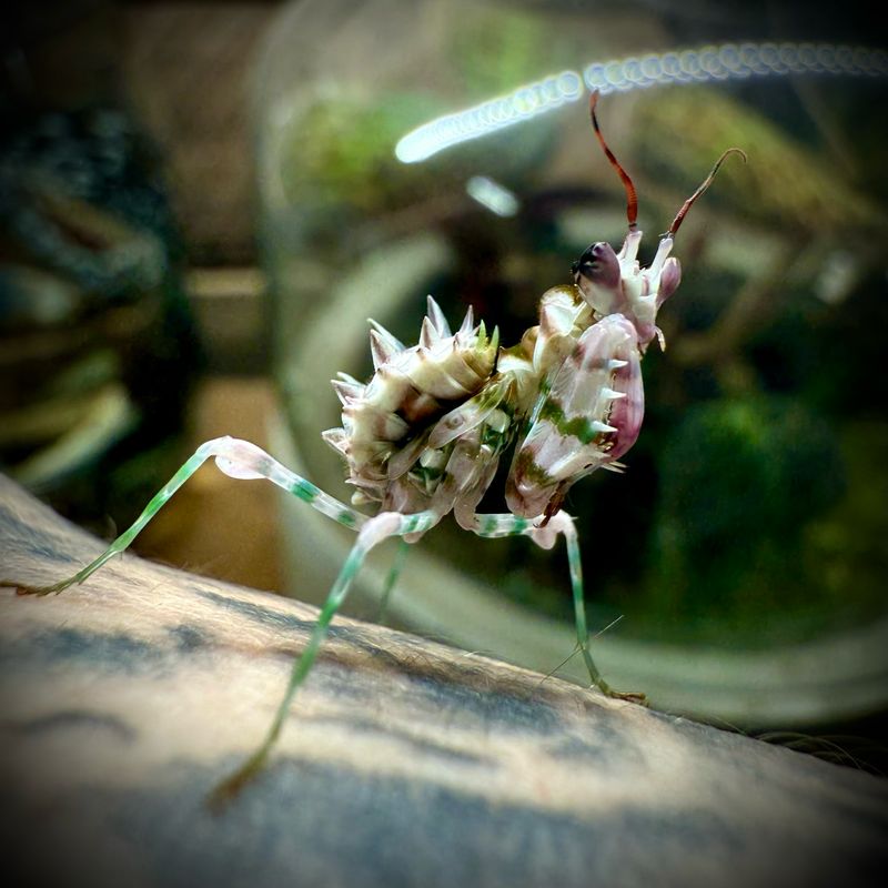 Spiny Flower Mantis (Pseudocreobotra wahlbergii) Spiny Flower Mantis (Pseudocreobotra wahlbergii)