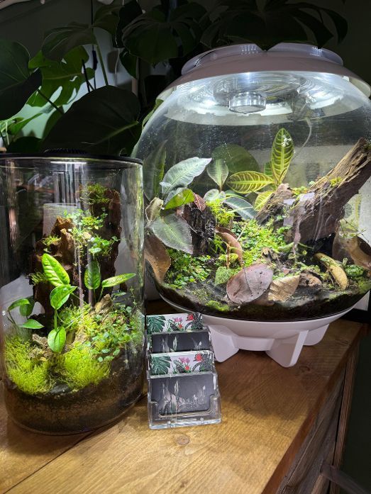 Terrarium workshop Terrarium workshop