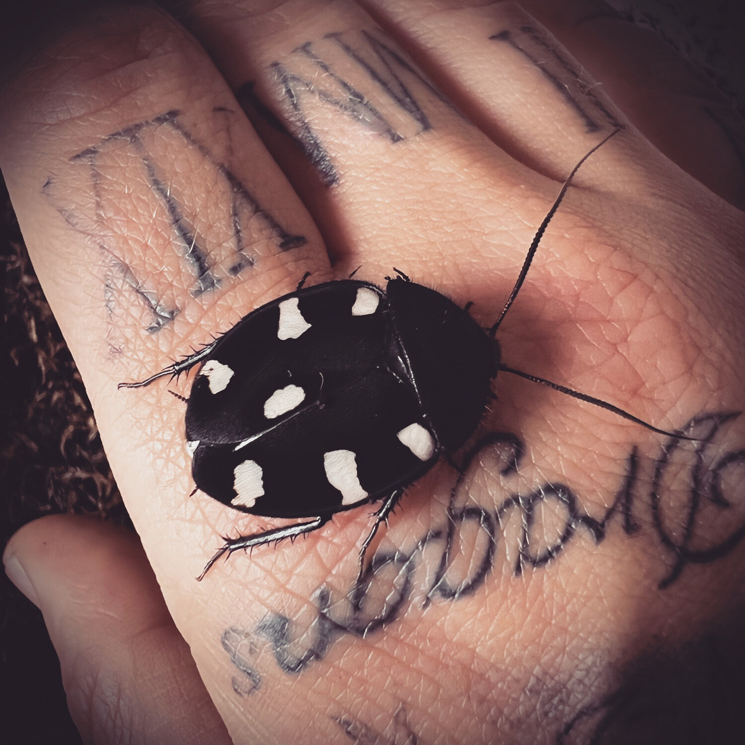 Domino Cockroach Domino Cockroach