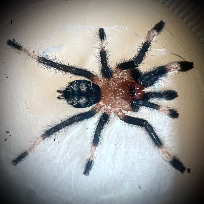 Venezuelan Suntiger (Psalmopoeus irminia) 1-2cm