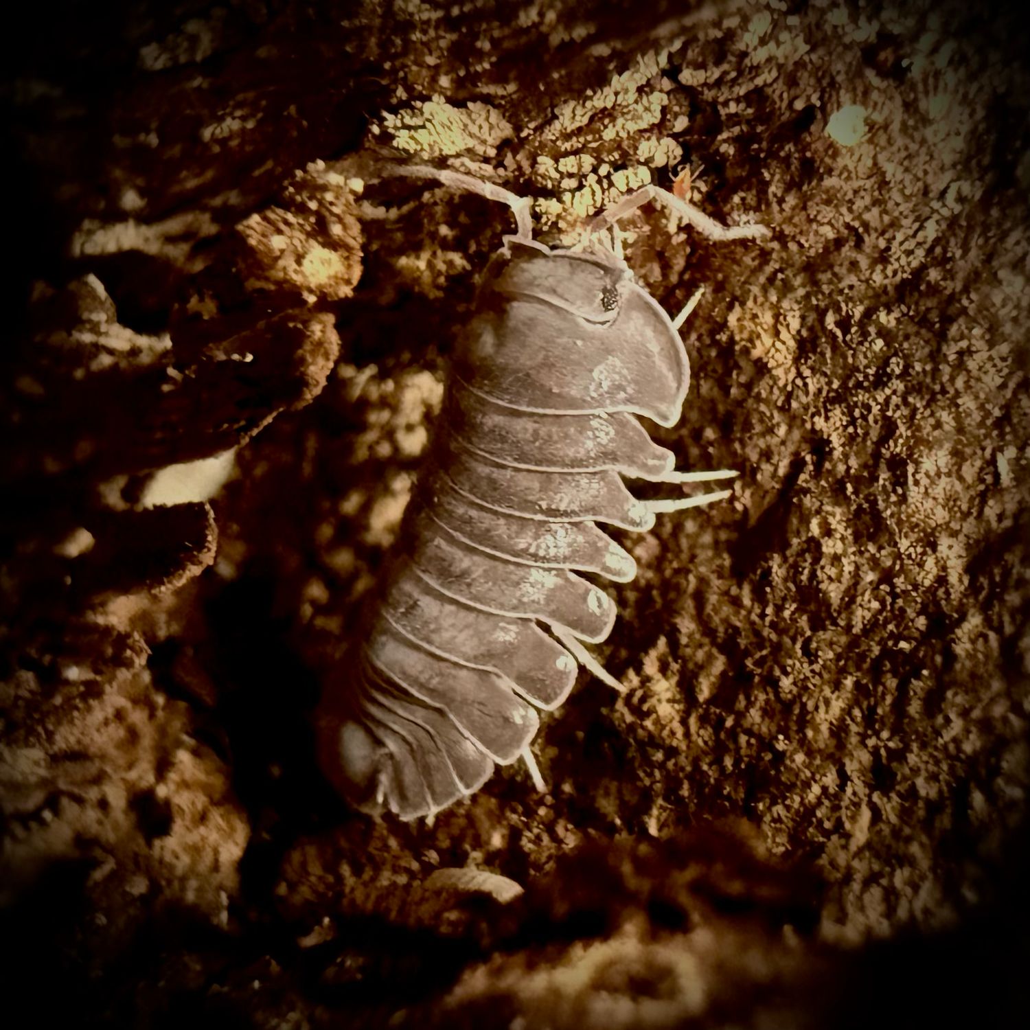Troglodillo sp. ‘Hania Black’
