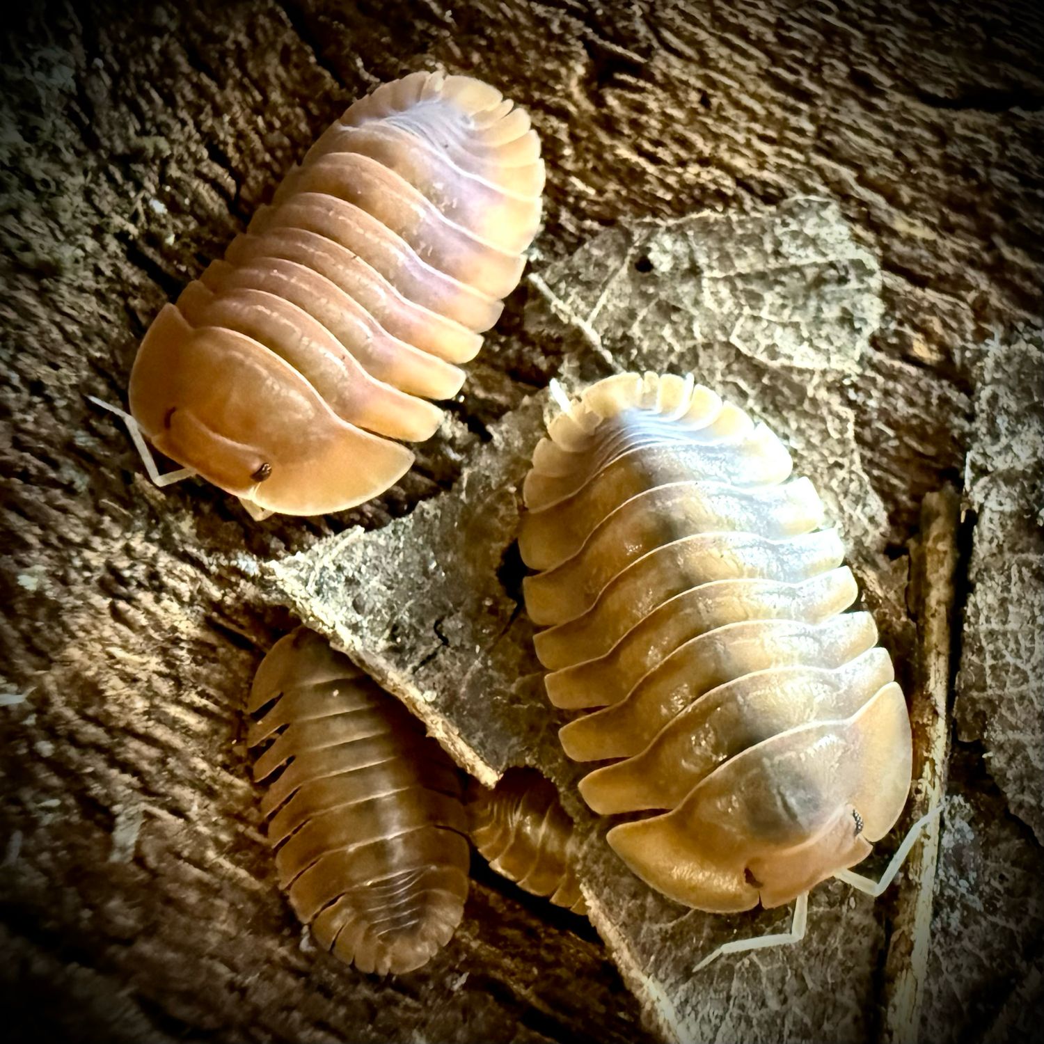 Troglodillo sp. ‘Vex’