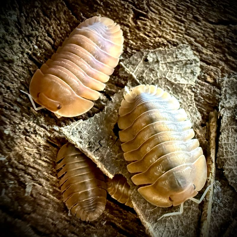 Troglodillo sp. ‘Vex’ Troglodillo sp. ‘Vex’