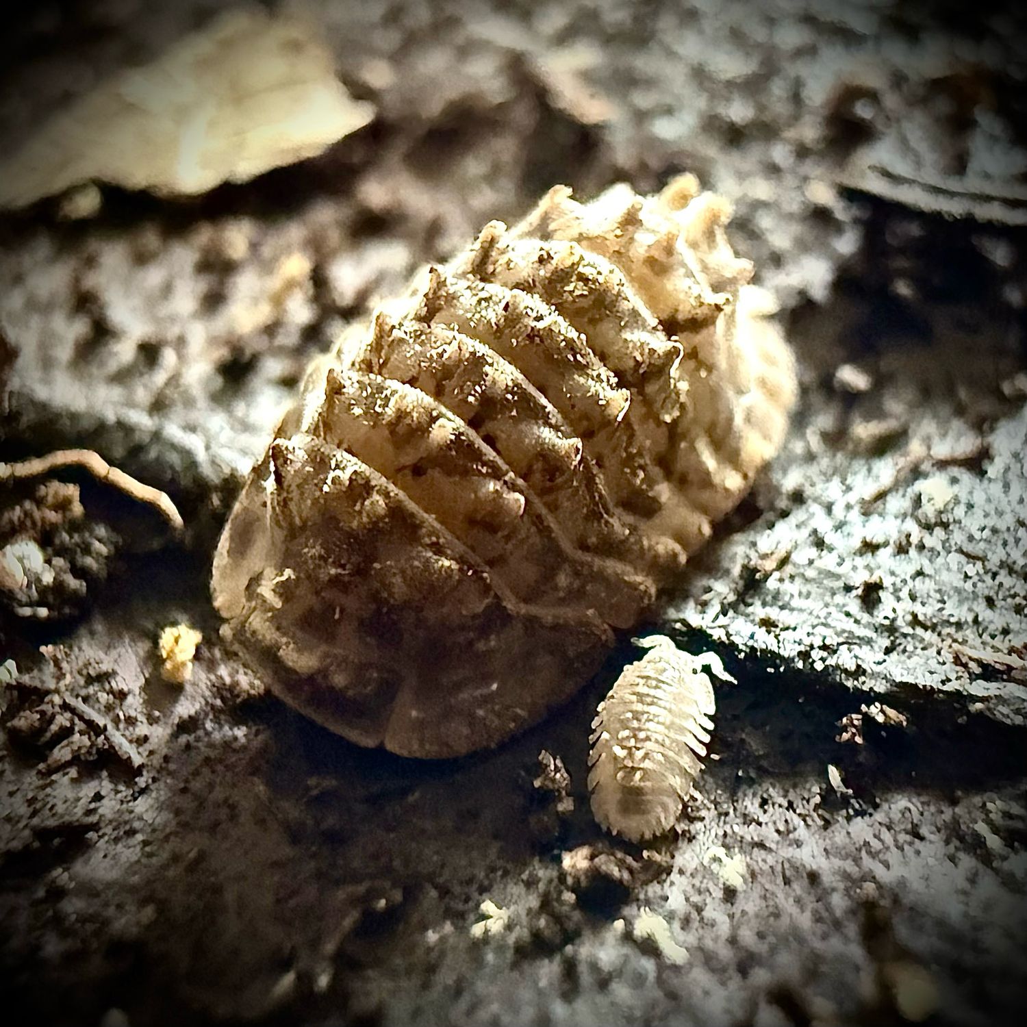 Filipinodillo sp 'Crocodile'