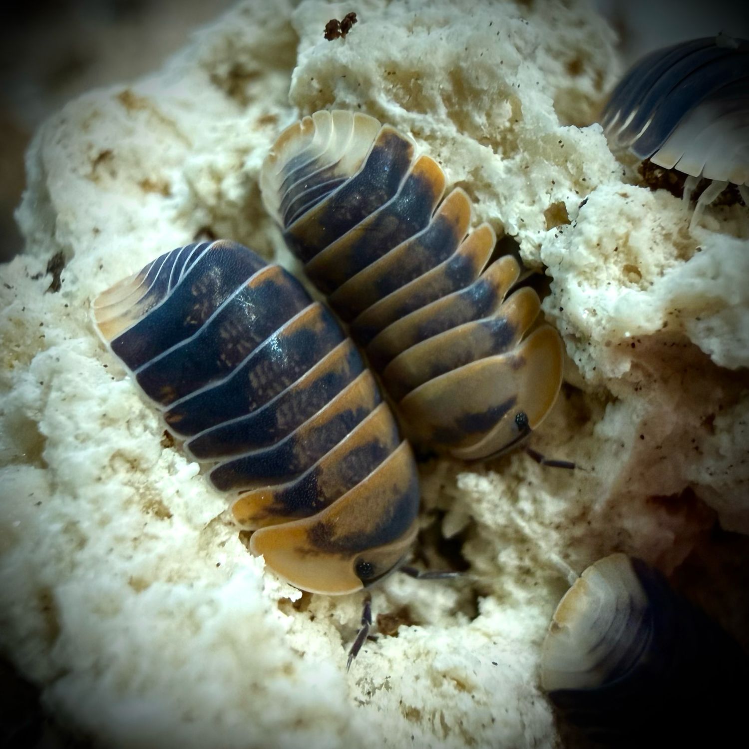 Cubaris sp 'Angry Monk'