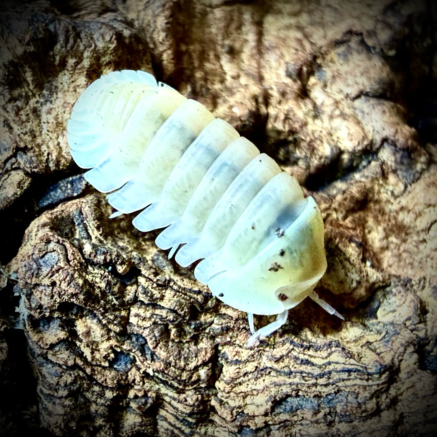 Cubaris sp 'Albino Ducky'