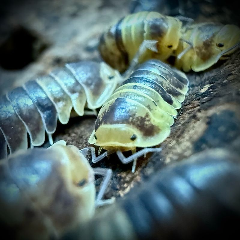 Filipinodillo sp 'Batman' Filipinodillo sp 'Batman'