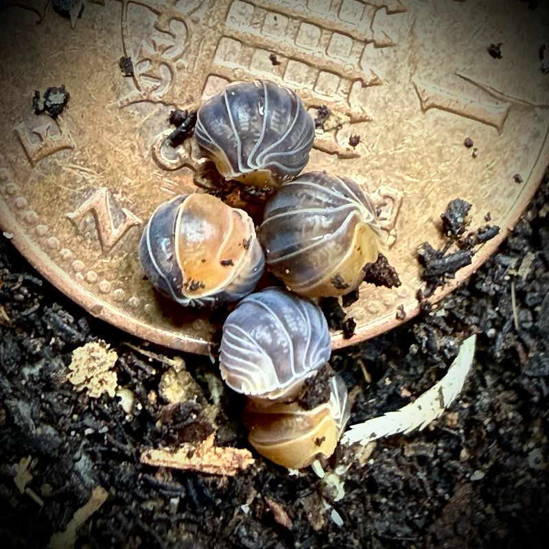 Cubaris sp 'Dwarf Ducky' Cubaris sp 'Dwarf Ducky'