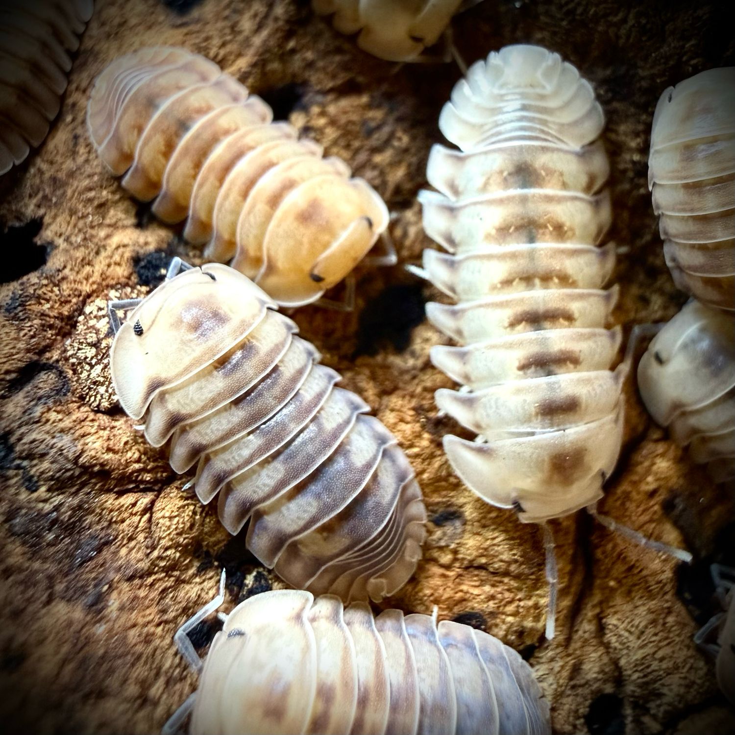 Cubaris sp 'iceflower'