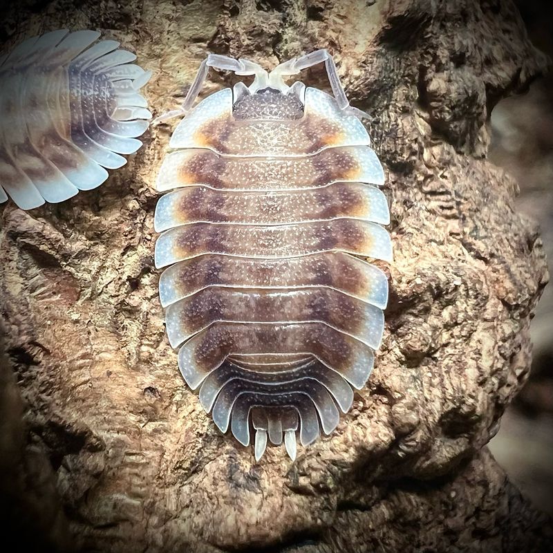 Porcellio werneri 'Cappuccino'