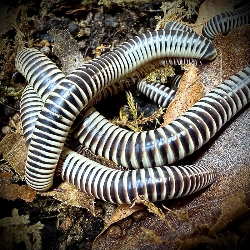 Ivory Millipede (Chicobolus spinigerus) CB