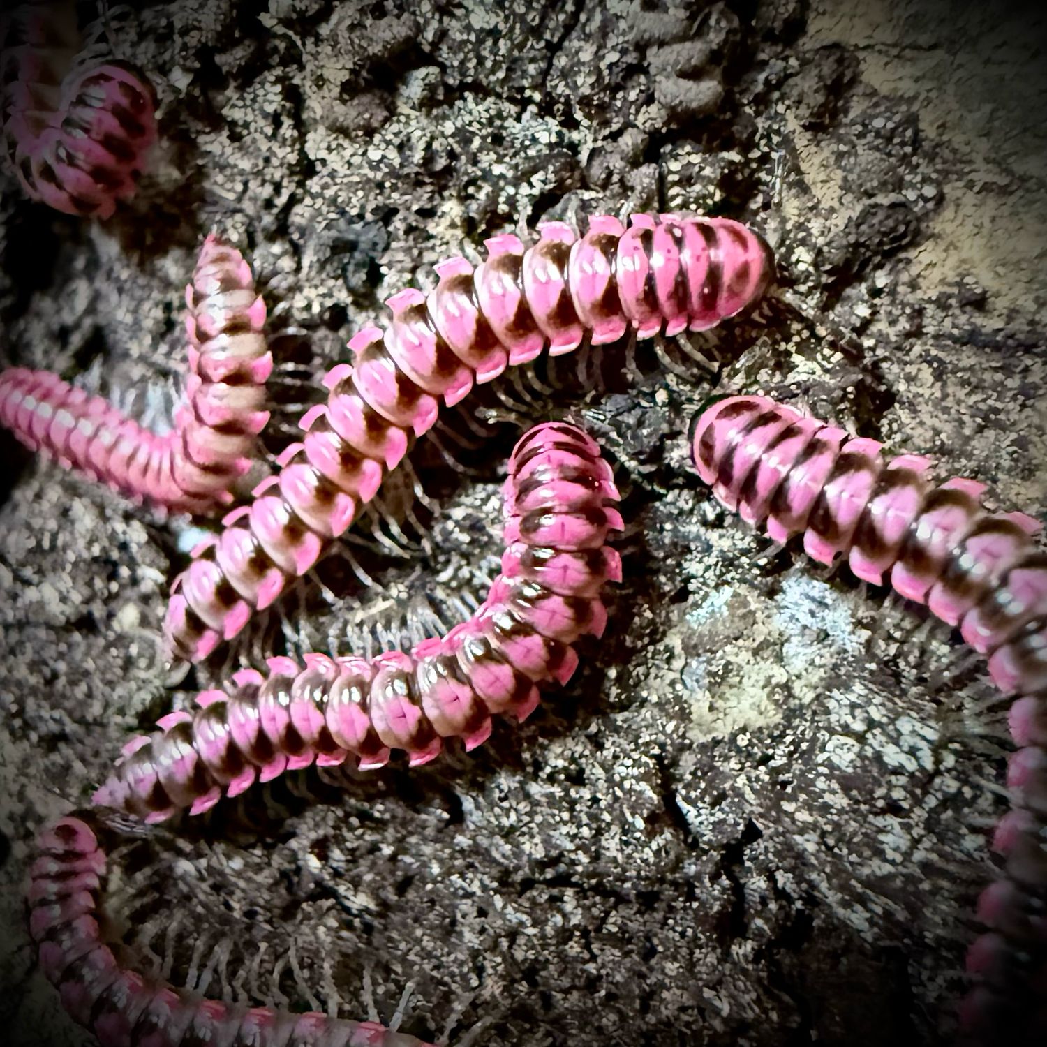 Pink Flatback Millipede (Antheromorpha uncinata) CB