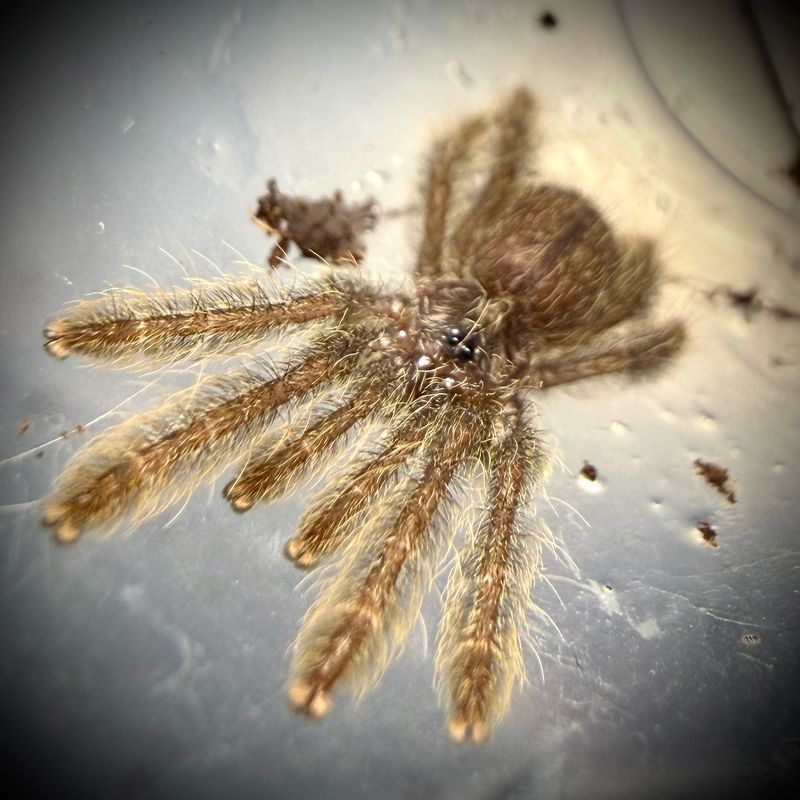 Stromatopelma calceatum (1cm+)