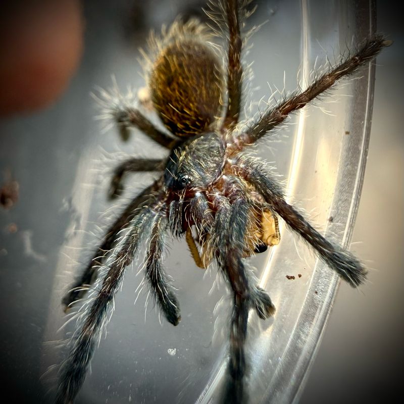 Pterinochilus murinus ‘Kigoma’ (1cm)