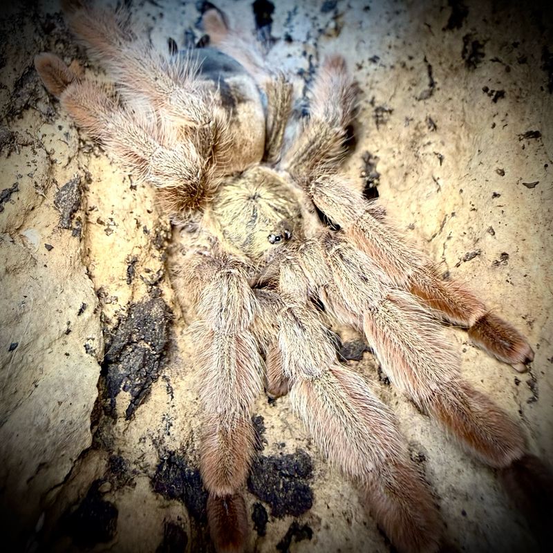 Psalmopoeus pulcher (2-3cm)