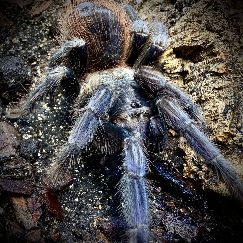 Lasiocyano sazimai (1cm)