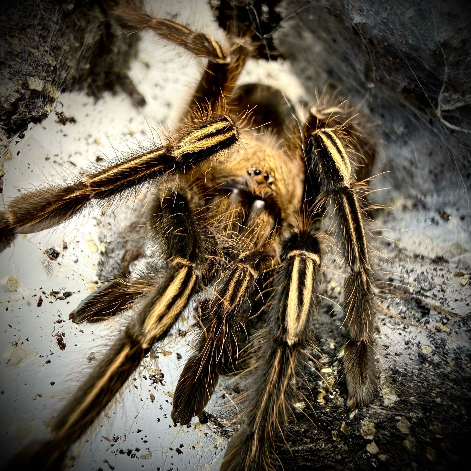 Ephebopus murinus (2-3 cm)