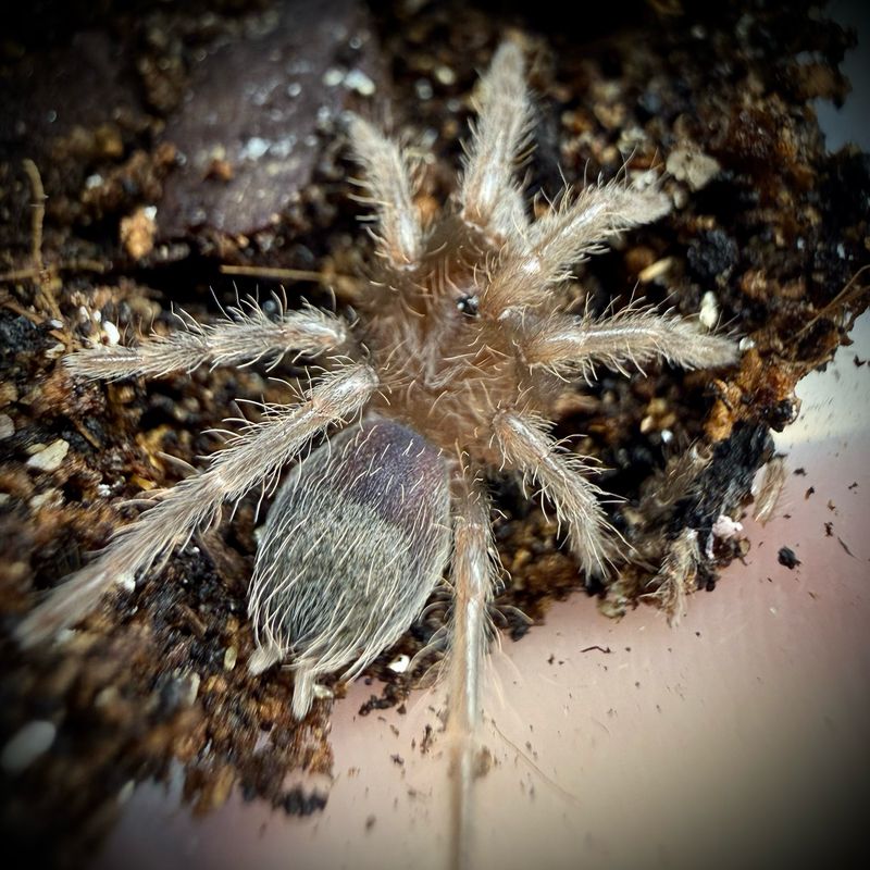 Tliltocatl albopilosus (1-2cm)