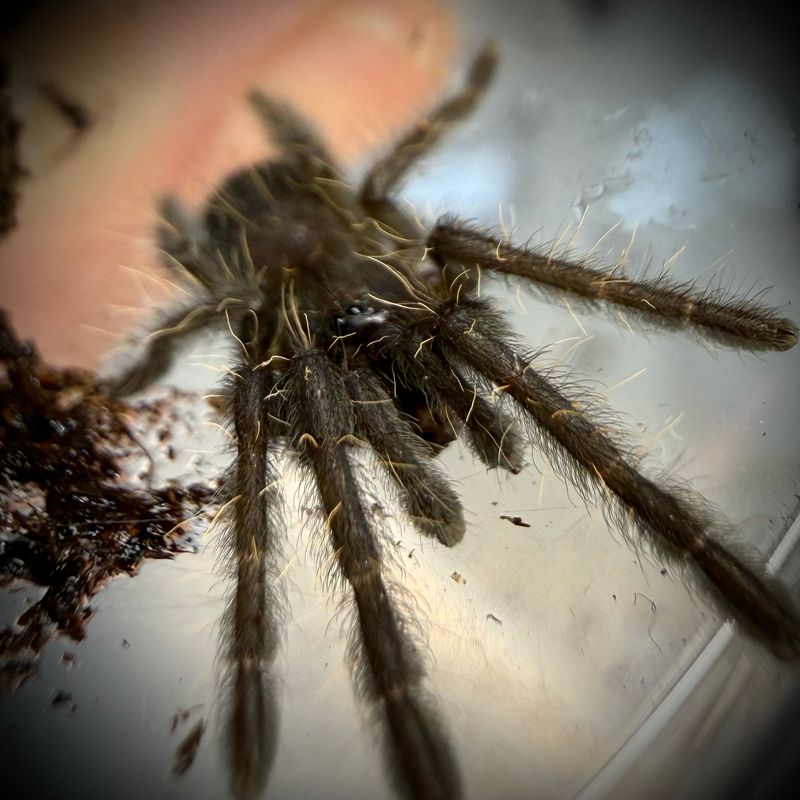 Phormingochilus sp. ‘Akaya’ (1-2 cm+)