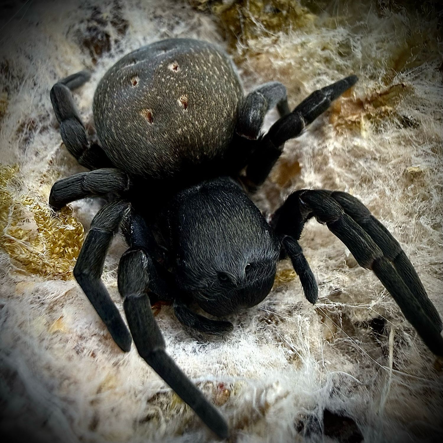 African Velvet Spider Gandanameno sp. (0.5cm)