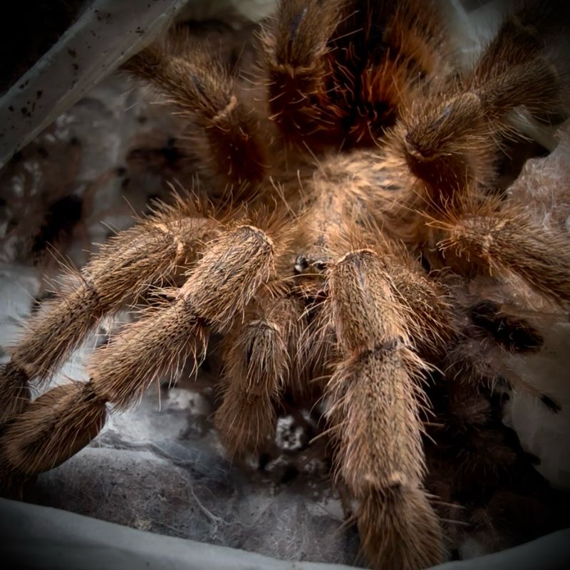 Avicularia minatrix (1cm)