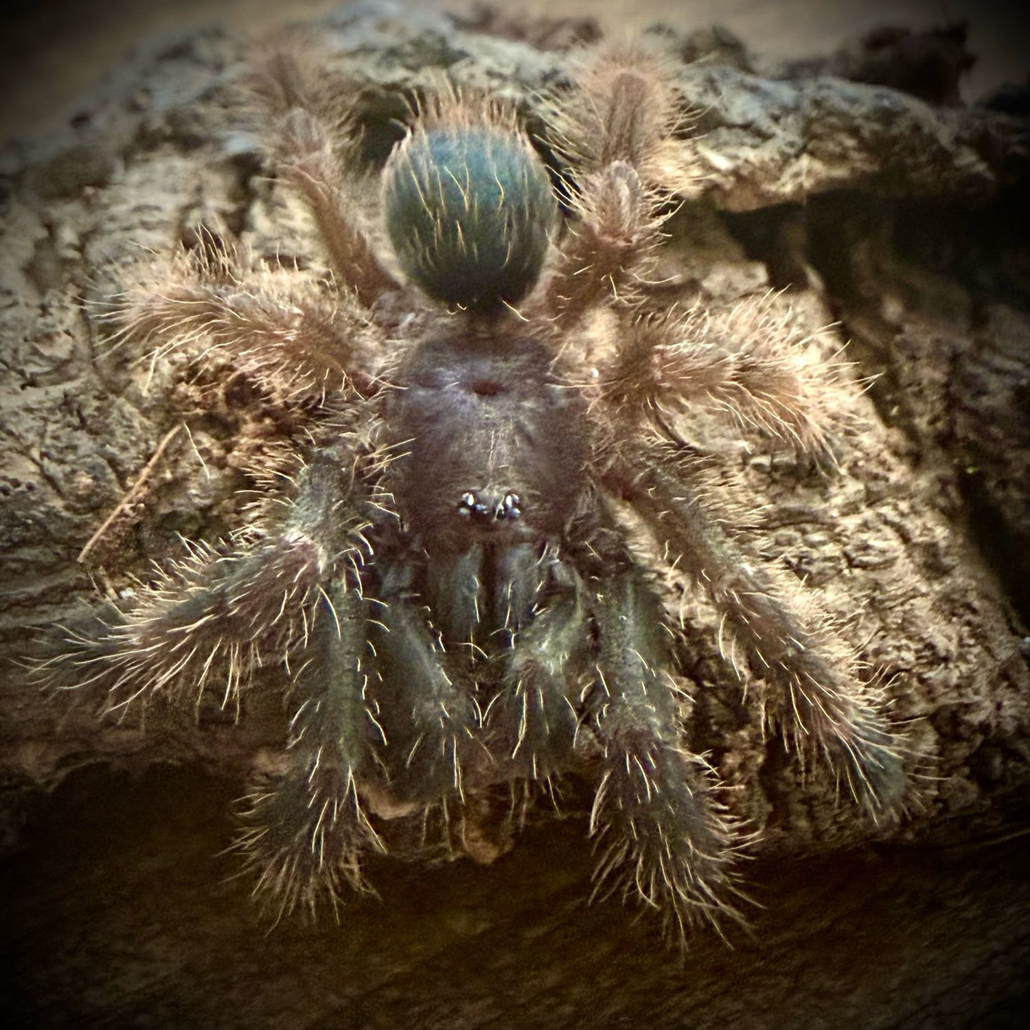 Psalmopoeus victori (1-2cm) Psalmopoeus victori (1-2cm)