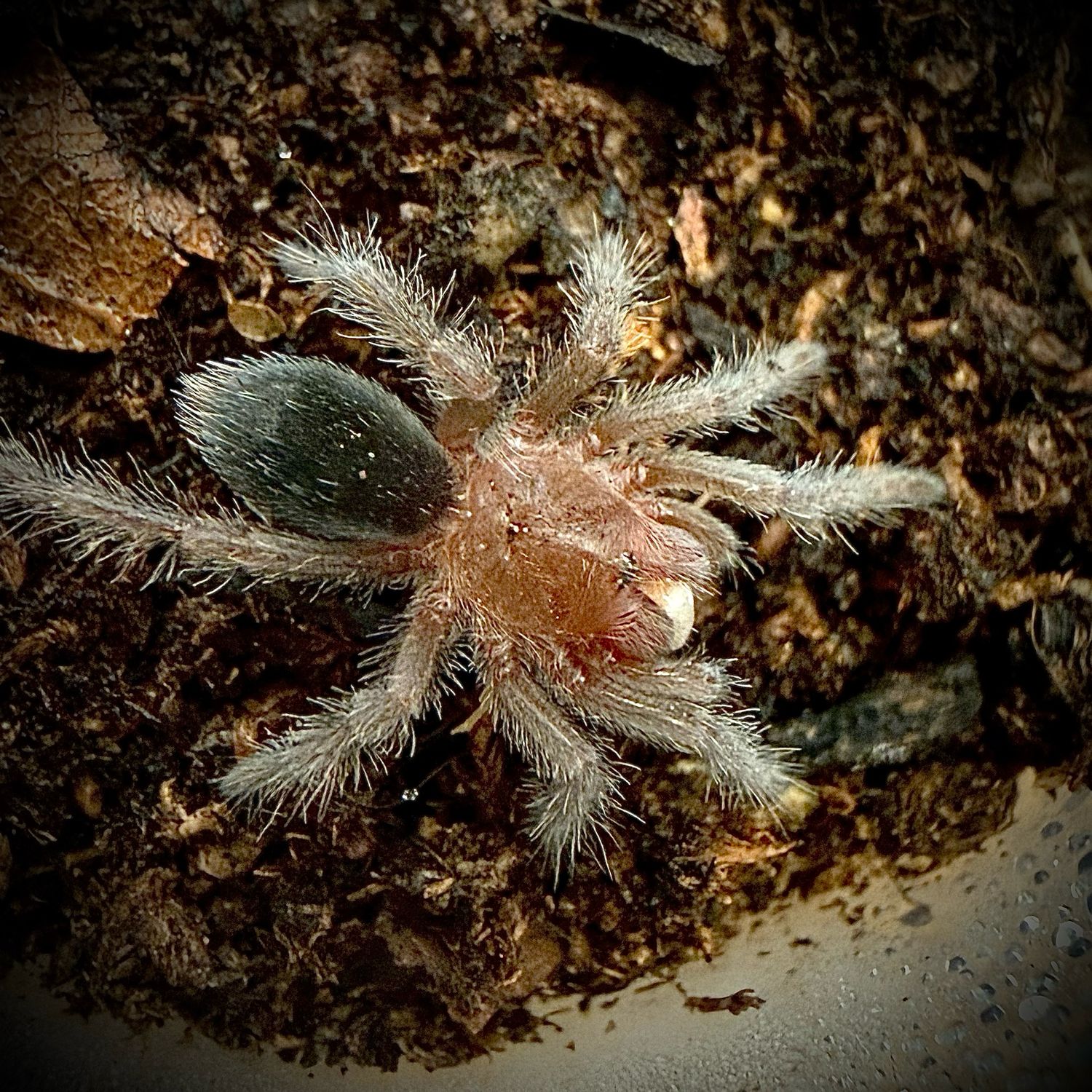 Grammostola pulchra (2-3cm+) Grammostola pulchra (2-3cm+)