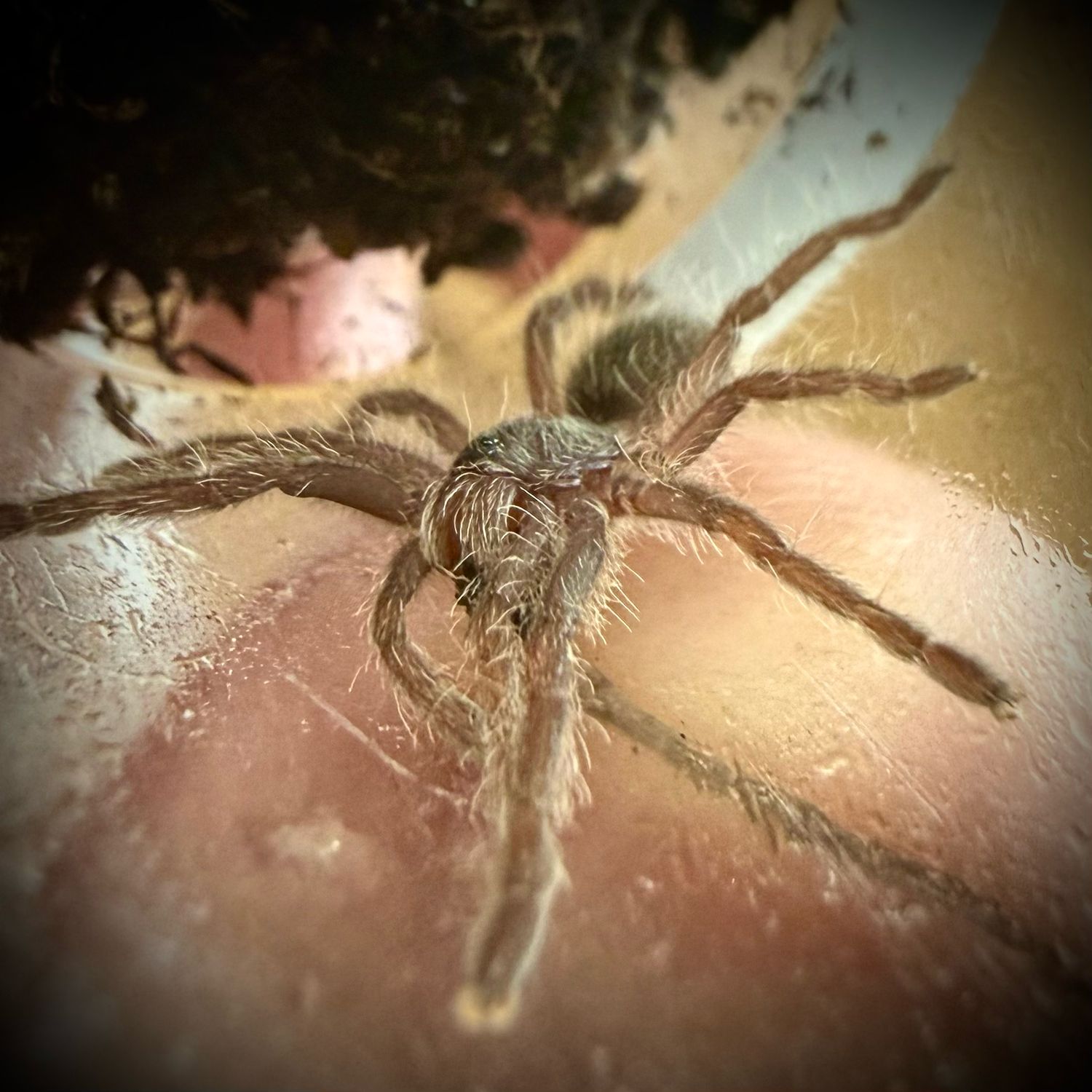 Ceratogyrus marshalli (1-2cm) Ceratogyrus marshalli (1-2cm)
