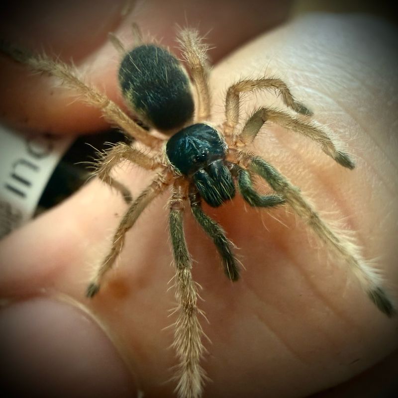 neoholothele incei  (1-2cm)