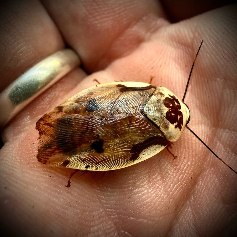 Centurion Cockroach