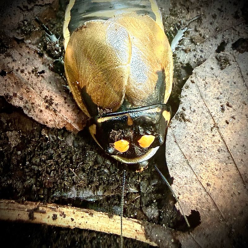 Headlight Cockroach