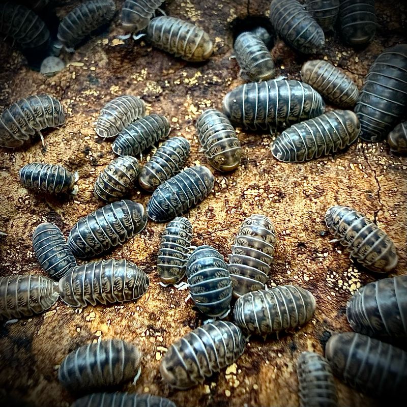 Venezillo parvus Venezillo parvus