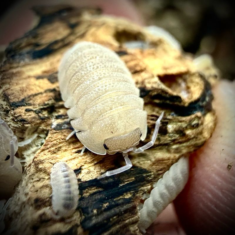 Armadillidium scaberrimum ‘Sandstone’