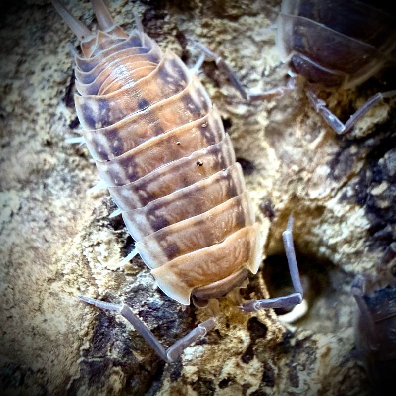 Protracheoniscus sp. ‘China Protracheoniscus sp. ‘China