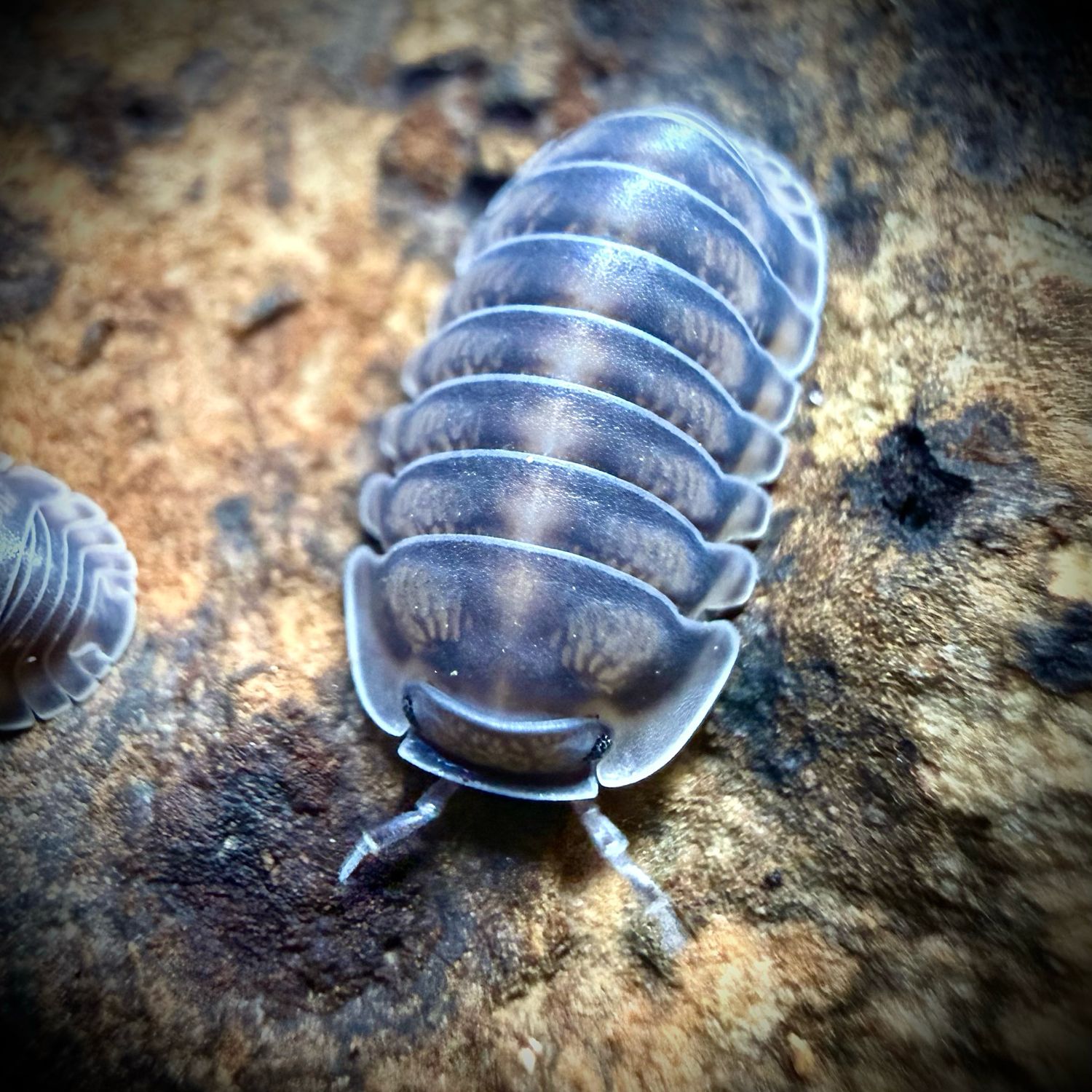 Cubaris sp 'Happy Nun' Cubaris sp 'Happy Nun'
