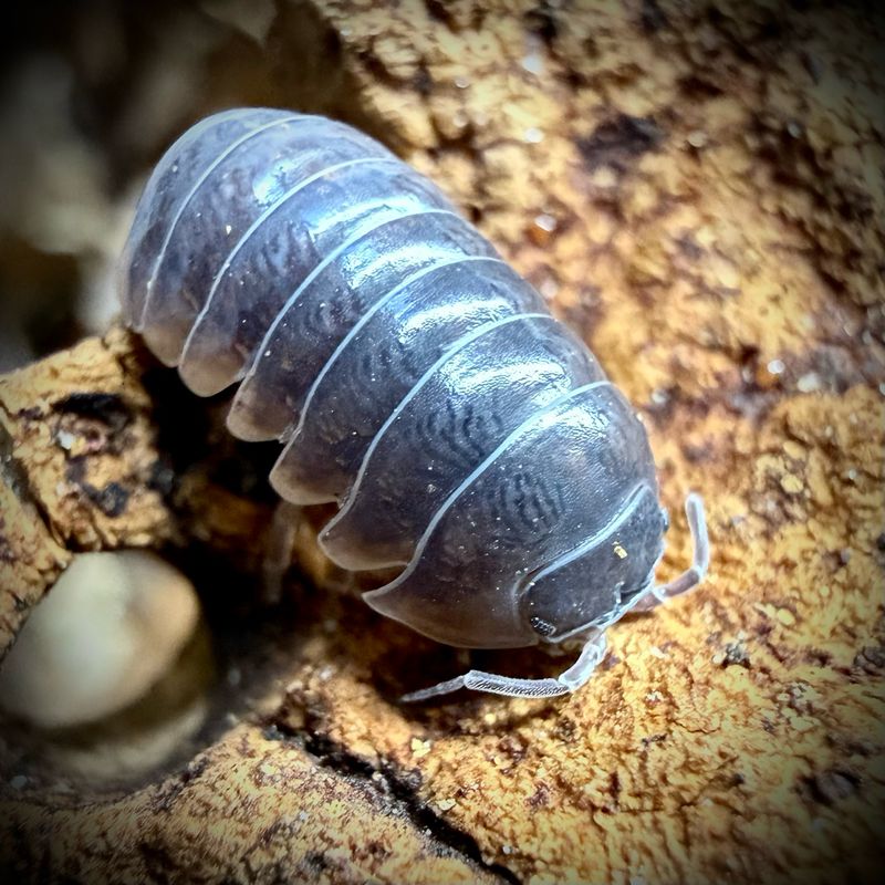 Armadillidium badium