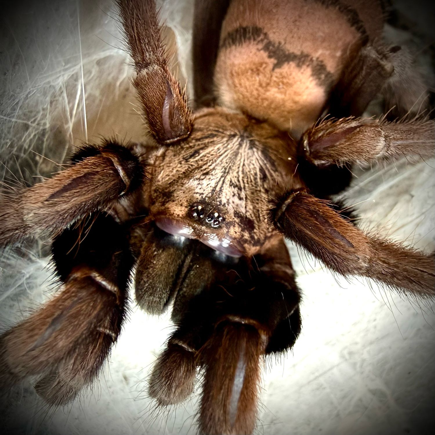 Chilobrachys fimbriatus 1-2cm Chilobrachys fimbriatus 1-2cm