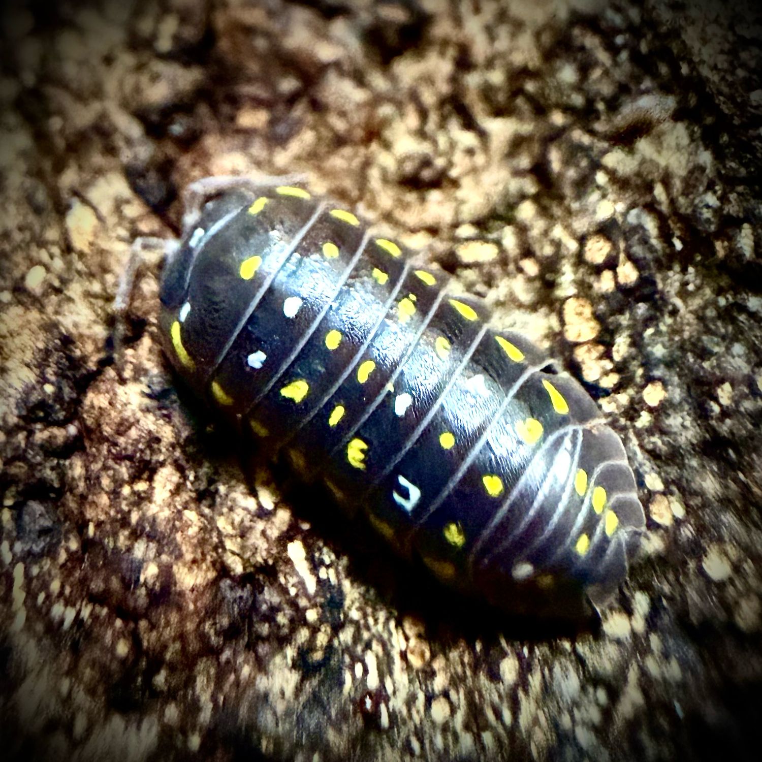 Armadillidium sp. ‘Corfu’ Armadillidium sp. ‘Corfu’