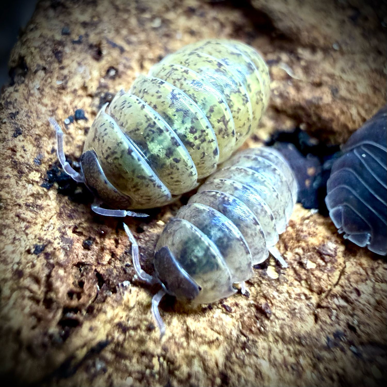 Armadillidium badium 'calico' Armadillidium badium 'calico'