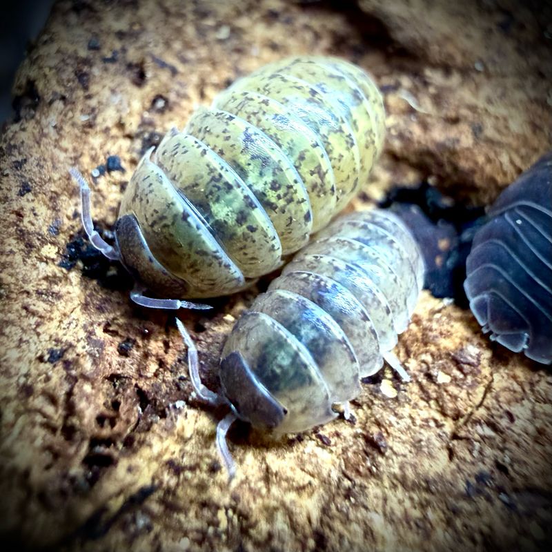 Armadillidium badium 'calico'