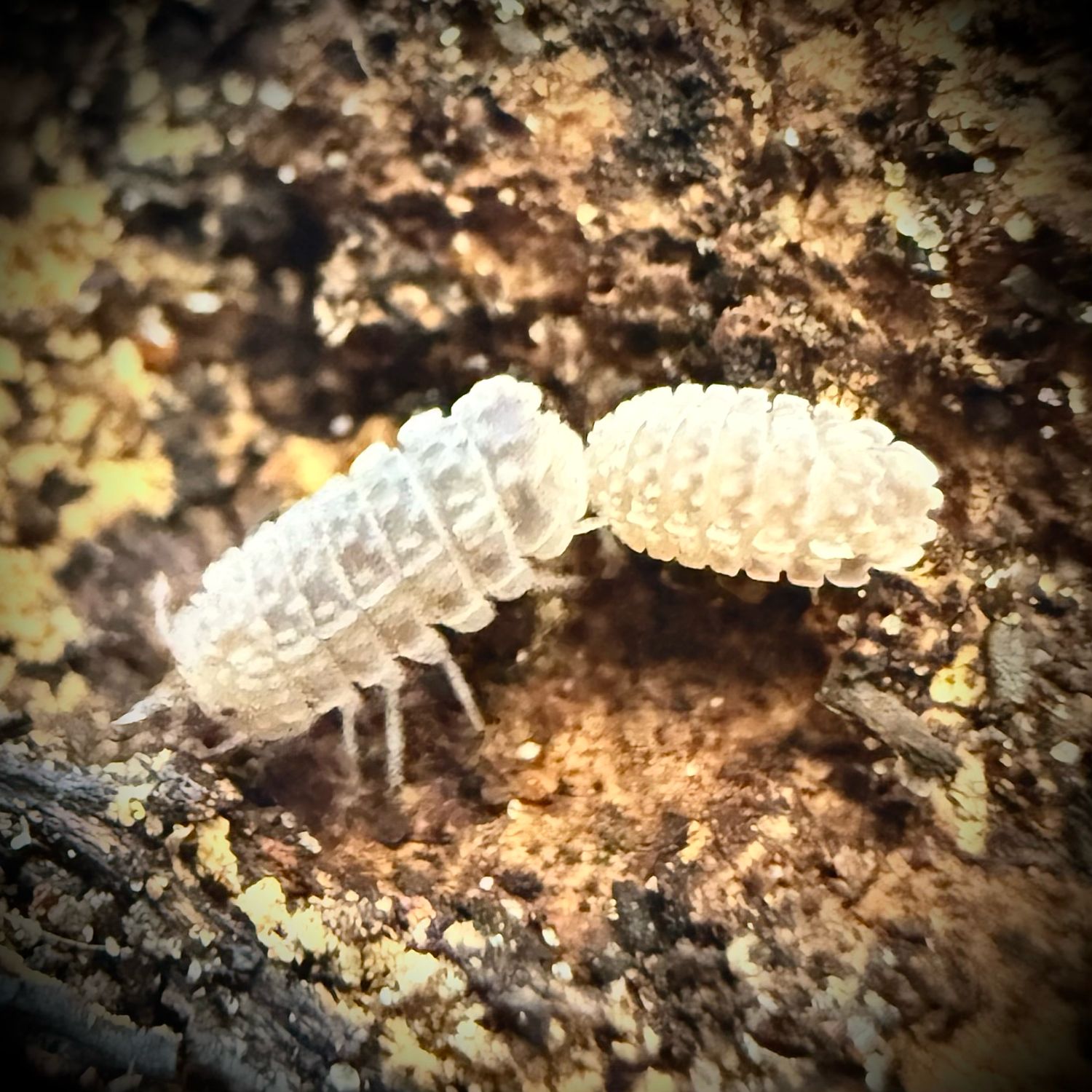 Reductoniscus tuberculatus