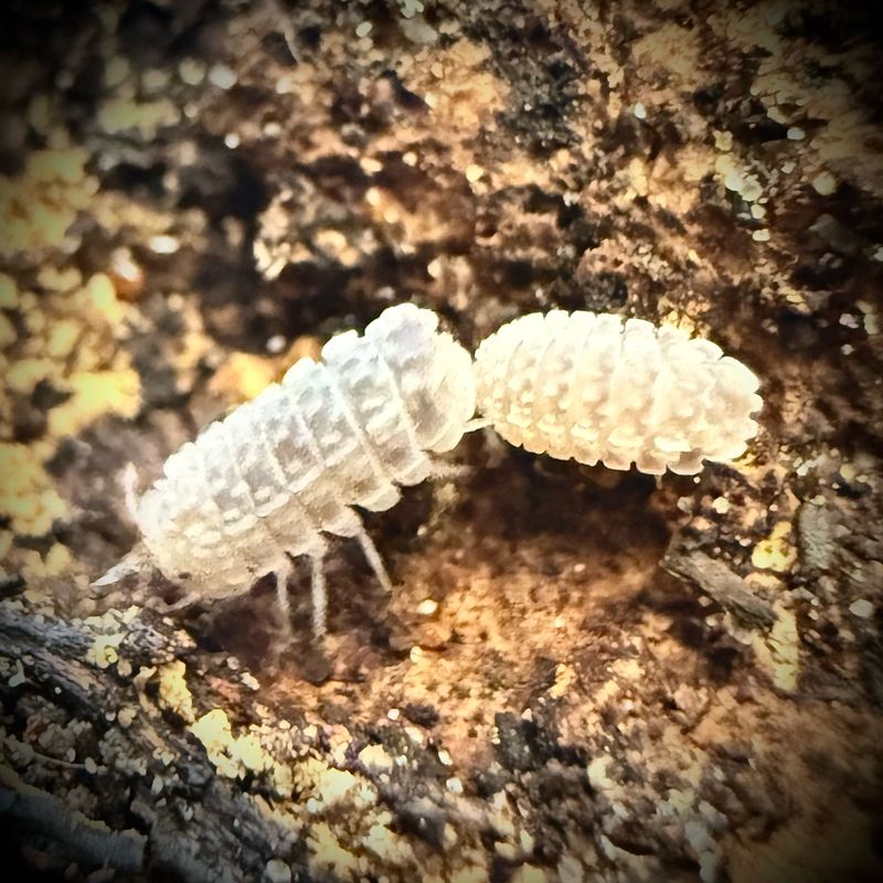 Reductoniscus tuberculatus Reductoniscus tuberculatus