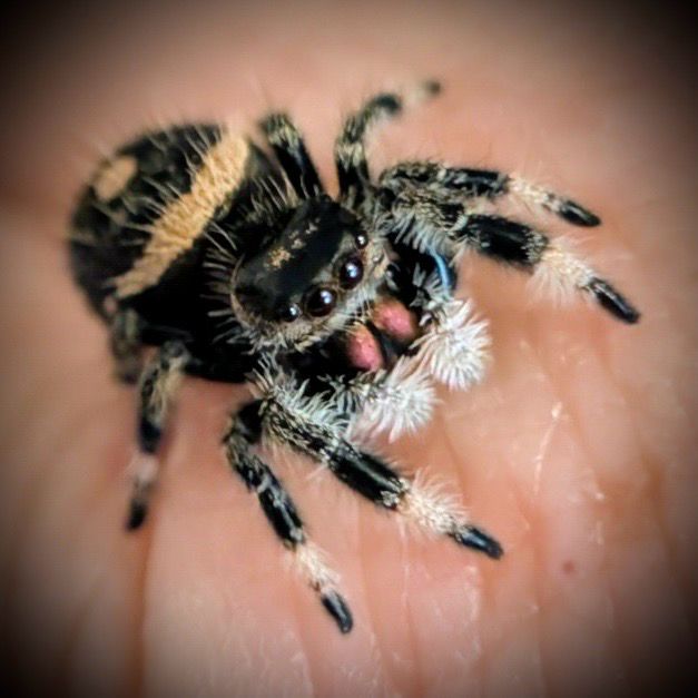 Bahamas Regal Jumper (Phidippus regius ‘Bahamas’) – 0.5 cm+