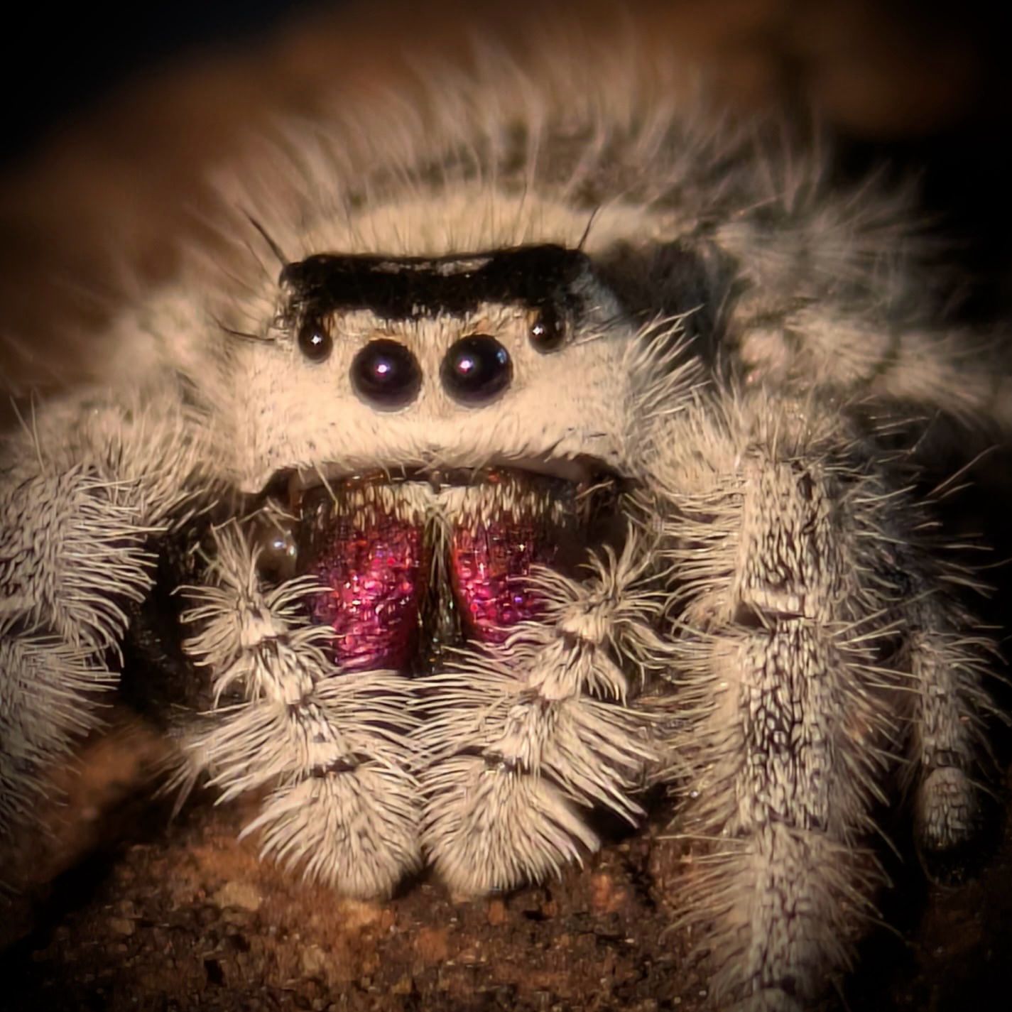 Cola Regal Jumper (Phidippus regius ‘cola’) – 0.5 cm+