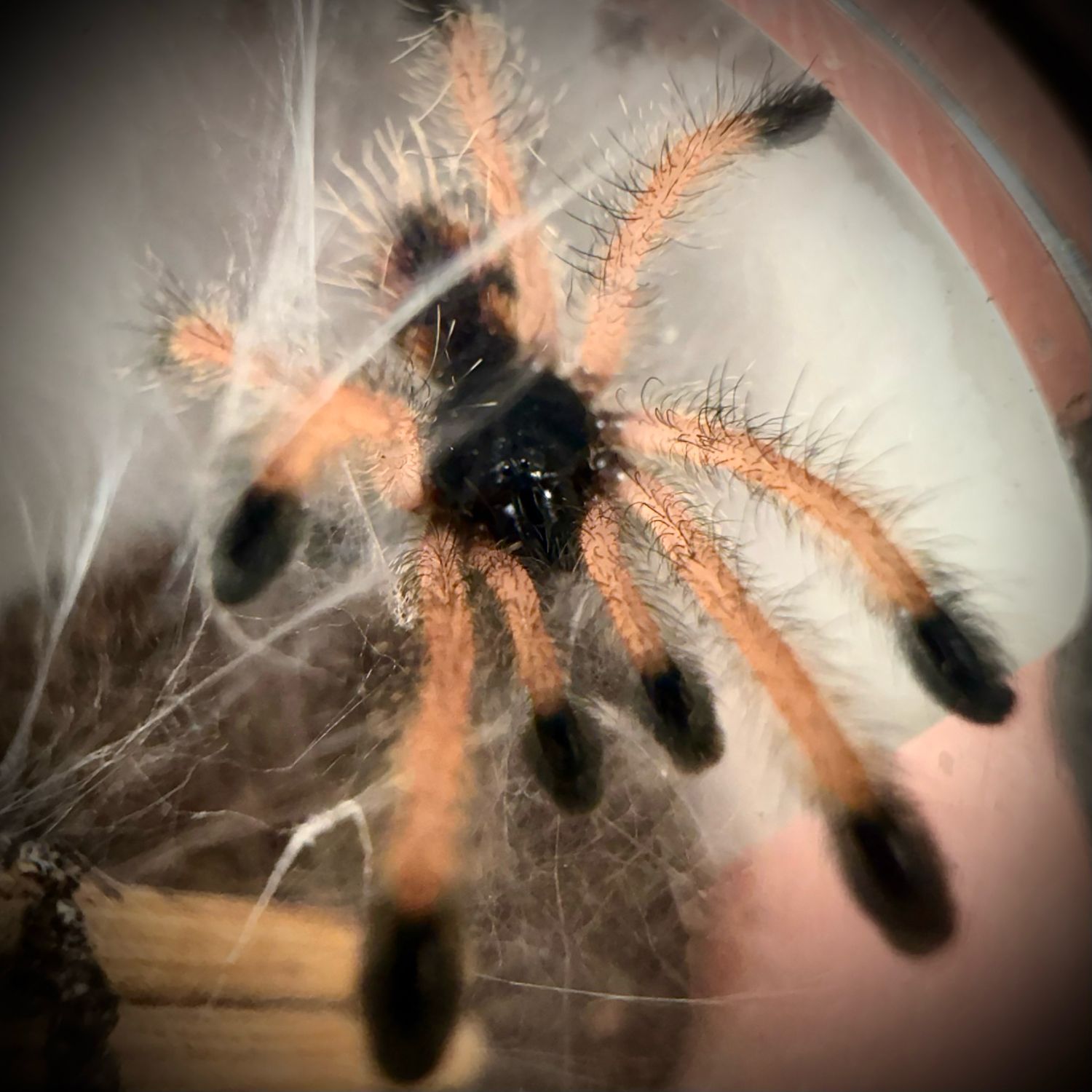 Avicularia avicularia (1cm) Avicularia avicularia (1cm)