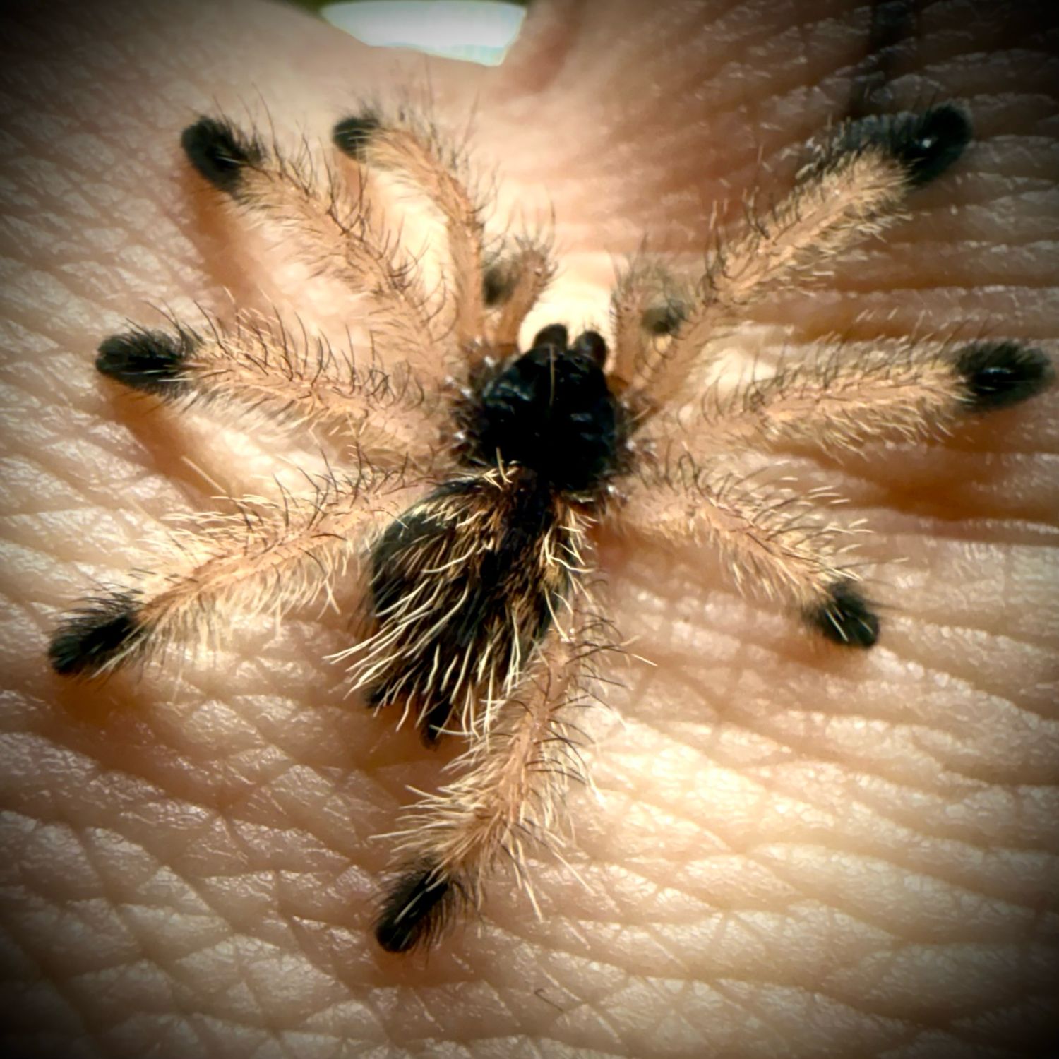 Avicularia metallica 'White Hair' (1cm+) Avicularia metallica 'White Hair' (1cm+)