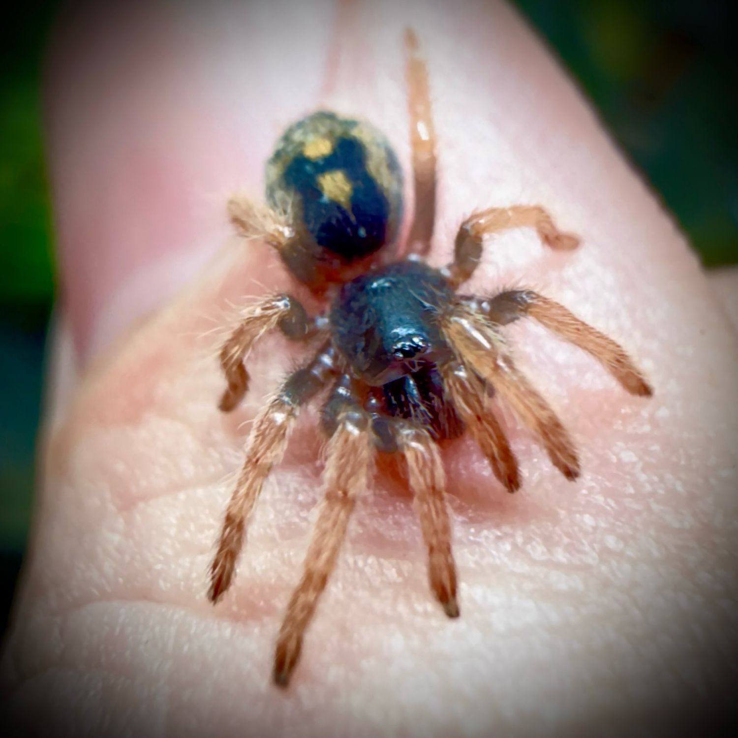 Hapalopus guerreroi (1cm+) Hapalopus guerreroi (1cm+)