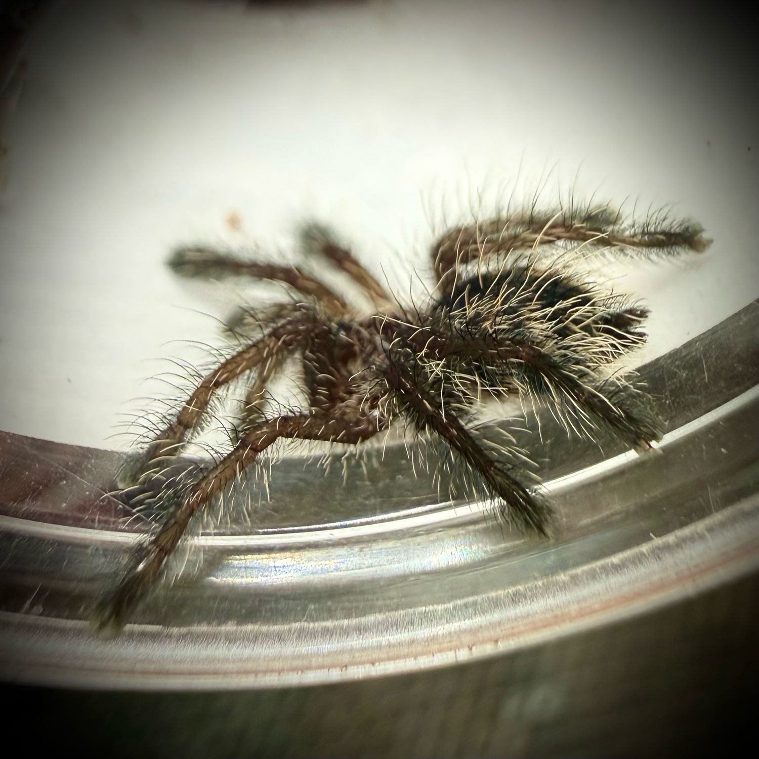 Avicularia purpurea (1cm) Avicularia purpurea (1cm)
